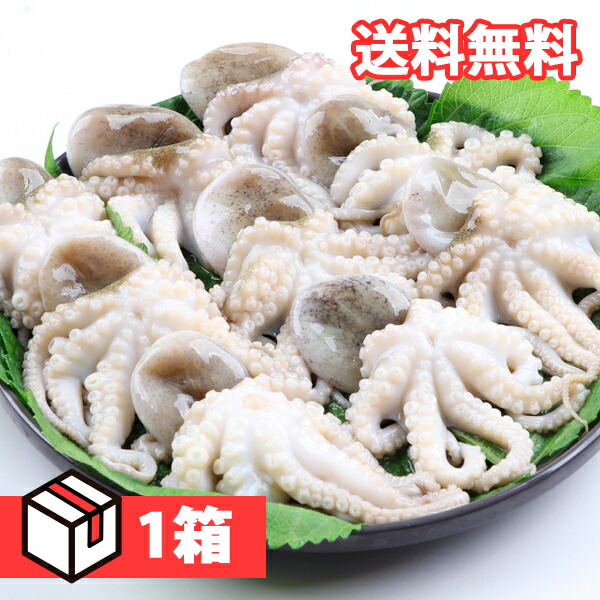 [凍]冷凍イイダコ1kg  1箱(1500×12個) 下処理済み タコ たこ 蛸【送料無料】