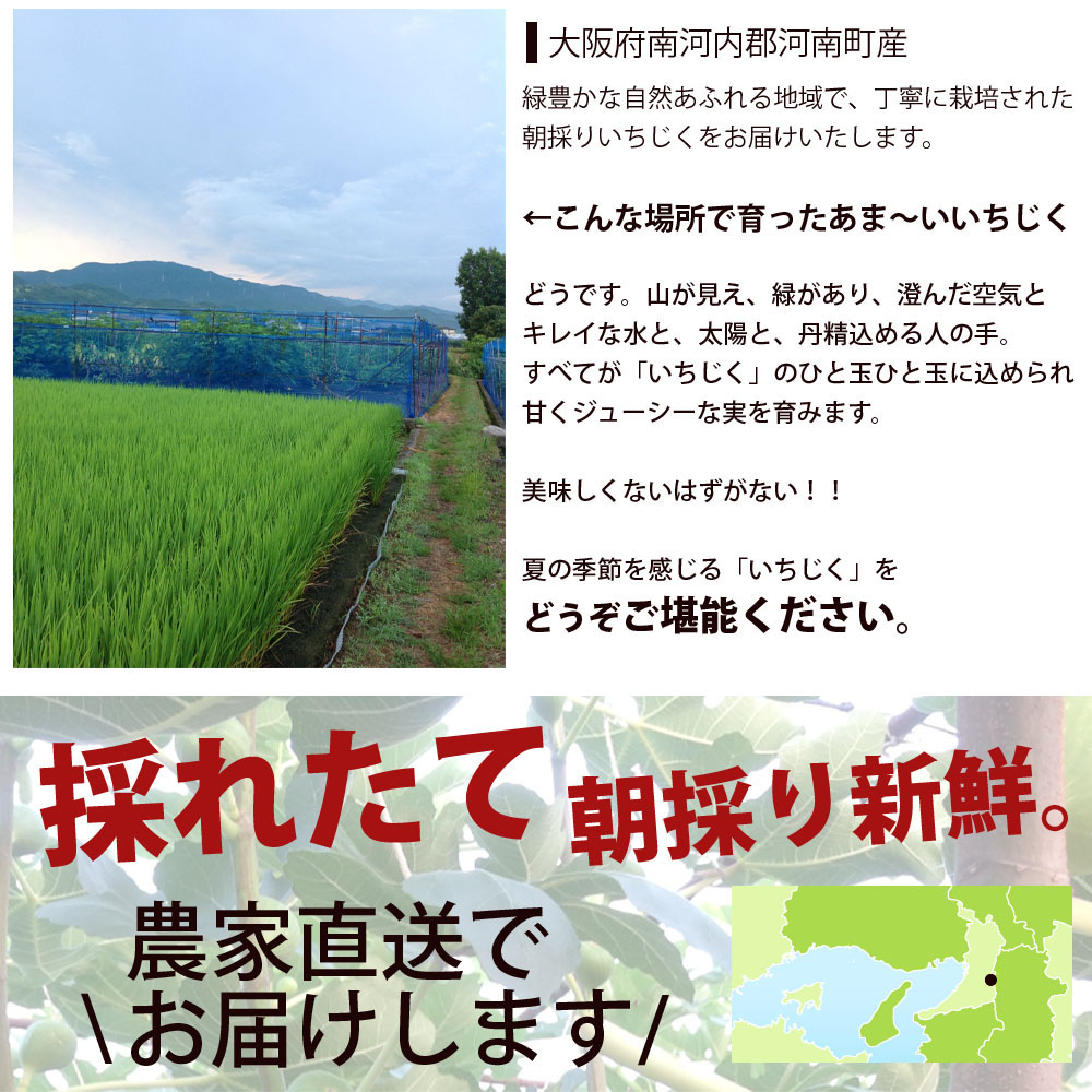 朝採りいちじく農家直売 厳選 Kg 業務用 500g 12パック 2kg箱が 箱 箱入り 大阪府河南町産 生いちじく 農家直売 朝採り イチジク 無花果 生6kg 進物 厳選品 良品 秀品 新鮮 送料無料 クール便 日時指定不可 敬老の日 Timgroomarchitects Com