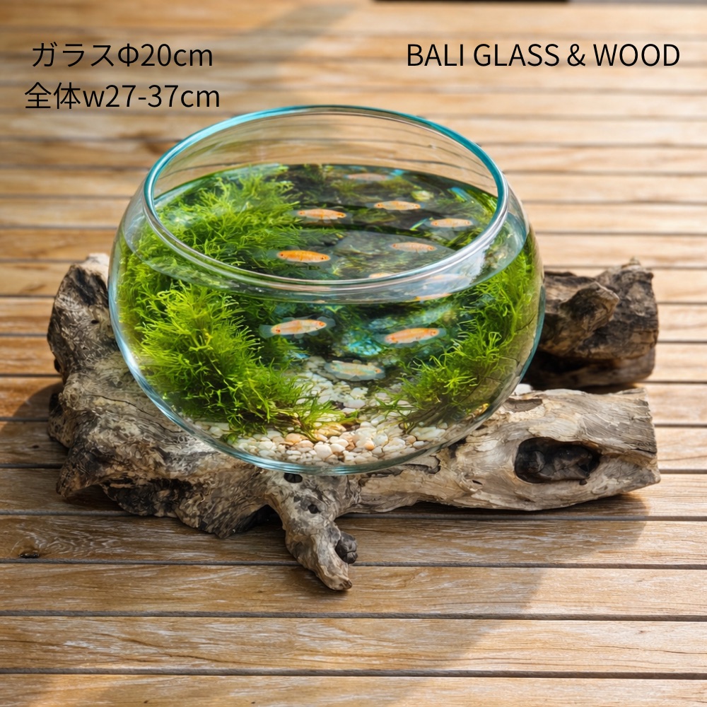 BALI 【硝子Φ２０珊】【木が大きめ】流木硝子御花軍事基地 飾りつけ オブジェ 花立て 御花軍事基地 飾りつけ 花器 バリ硝子 硝子 木製 白木 古木 北欧 北欧室内装飾 バリ室内装飾 室内装飾 工芸 アジアン バリ 調度品 メダカ鉢 苔リウム 海洋博物館