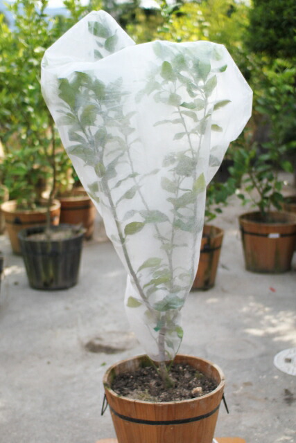 楽天市場 不織布 観音山フルーツガーデン楽天市場店