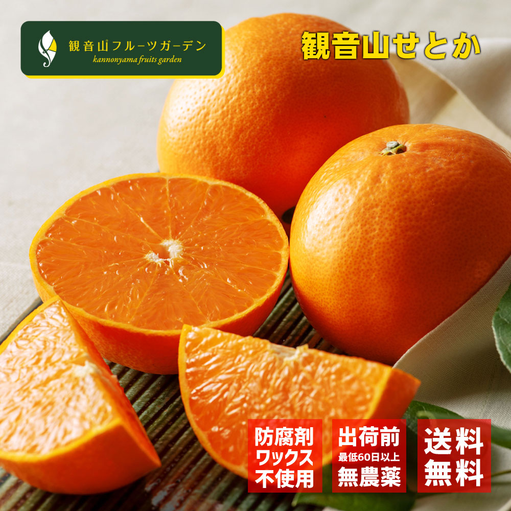 せとか 和歌山 観音山 絹肌美人 A級品 3kg 観音山フルーツガーデン 送料無料