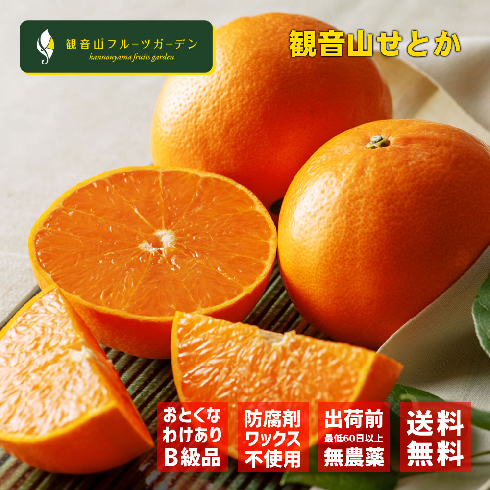 せとか 和歌山 観音山 えくぼ 訳ありB級品 3kg 観音山フルーツガーデン 送料無料