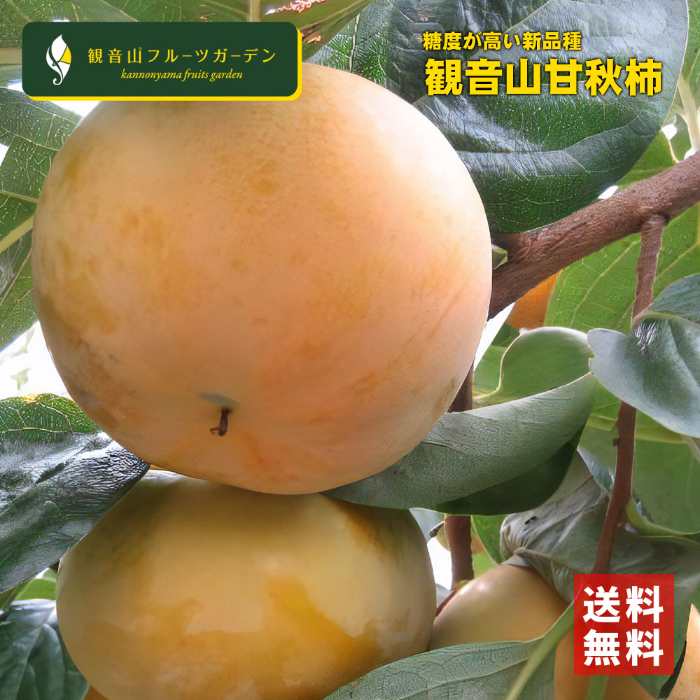 甘秋柿 （かんしゅう） A級品 3kg  和歌山 観音山フルーツガーデン 送料無料