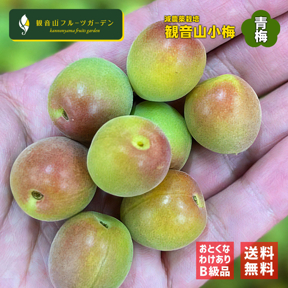 紀州小梅 小梅しゃん 青梅 ご家庭用 訳あり B級品 2kg 和歌山県産小梅 観音山フルーツガーデン 送料無料