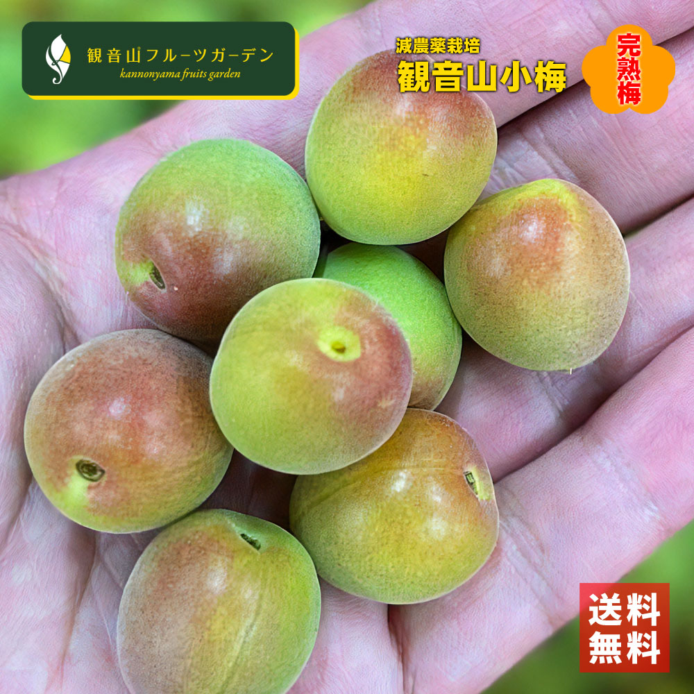 紀州小梅 小梅しゃん 完熟梅 4kg 和歌山県産小梅 観音山フルーツガーデン 送料無料