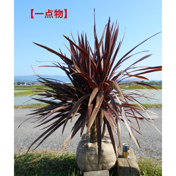 楽天市場】【厳選の逸品】チャメロプス 6/18撮影12-13号鉢