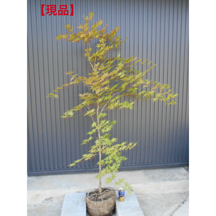 紅葉(モミジ)鴫立沢（シギタツサワ）【現品発送】管理70553 紅葉(モミジ)鴫立沢（シギタツサワ）【現品発送】管理70130
