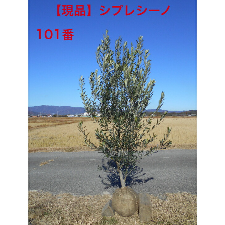 楽天市場】［生産者直送］オリーブ シプレシーノ シプレッシーノ 樹高
