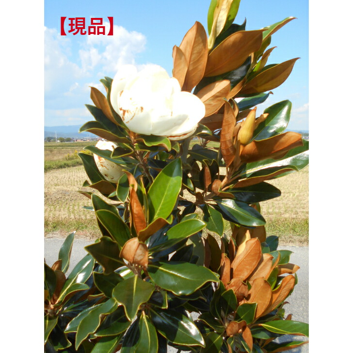 楽天市場】リトルジェム 鉢植え 矮性 タイサンボク泰山木素焼き鉢入り