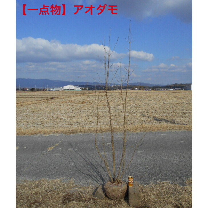 楽天市場】アオダモ 株立ち 樹高1.8〜2.0m前後(根鉢含まず) 単品
