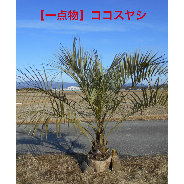 楽天市場】ココスヤシ （ヤタイヤシ） 高さ1.0m 鉢含まず 21cm