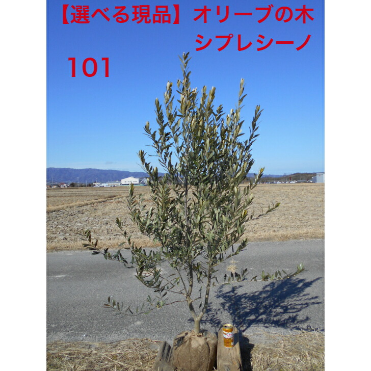 楽天市場】【店長一押し品】 タイサンボク リトルジェム高さ約1.65m