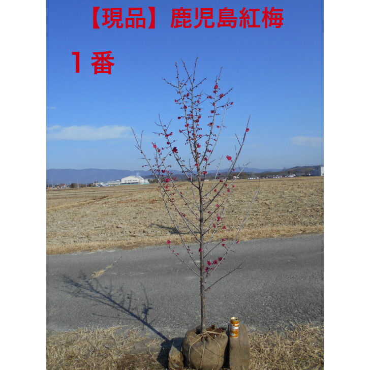 【選べる現品】燃えるような濃い赤　鹿児島紅梅　 高さ約1.7-1.8ｍ　鉢底含む　前後　2/18撮影 植木　シンボルツリー　樹形も抜群 送料無料、北海道、離島、沖縄不可