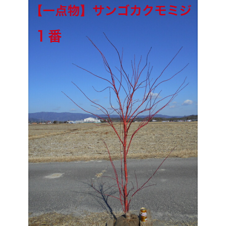 【一点物】極太　サンゴカクモミジ　赤い幹 高さ約1.8-2.1ｍ　鉢底から 新緑から紅葉も絶品　 シンボルツリー　庭木　植木　 送料無料ですが、北海道、　離島、沖縄、配送不可