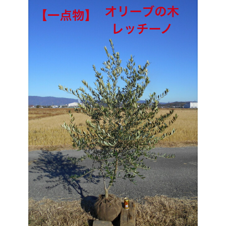 楽天市場】【オリーブ 1点物限定】 ミッション 2m 特大鉢植え苗