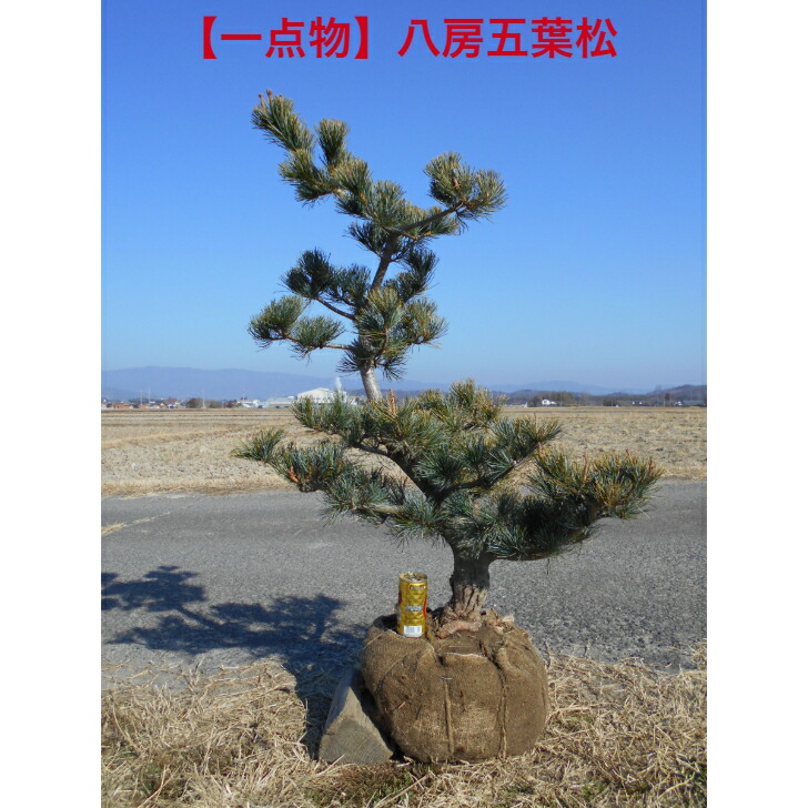 楽天市場】庭木：五葉松 特選大株 現品一点限り 2番 *【送料無料】ご