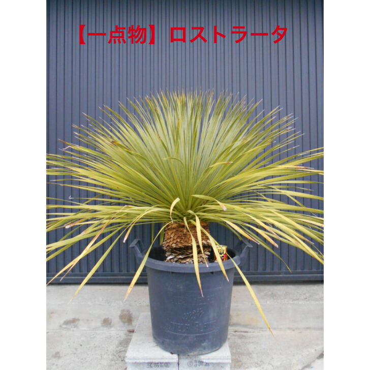 楽天市場】【現品】【マルデヌベス ロストラータver】ユッカ