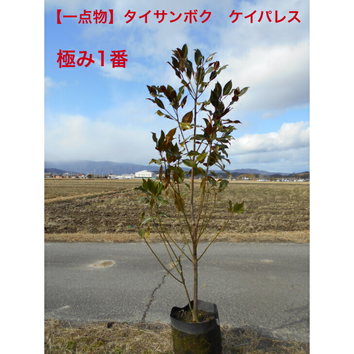 楽天市場】希少大きいサイズリトルジェム大苗 矮性 タイサンボク苗