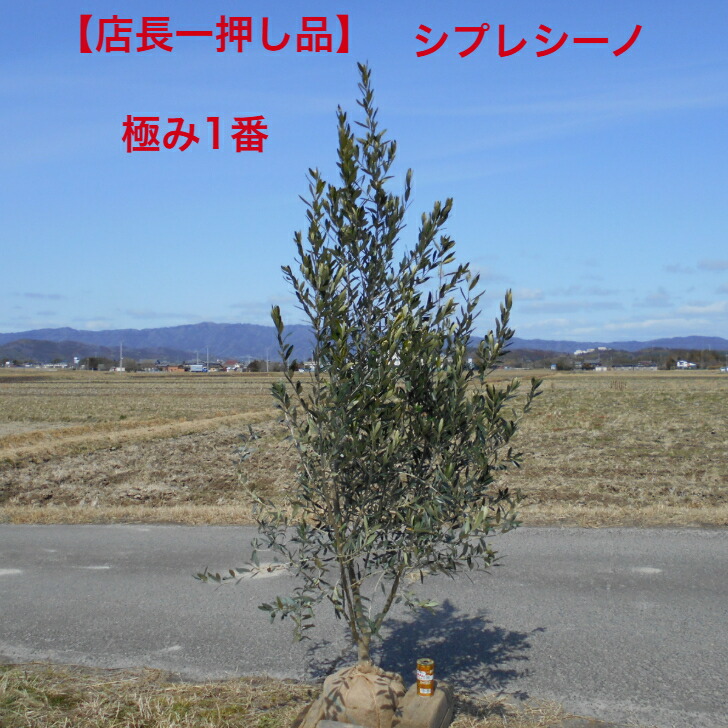 【店長一押し品】オリーブの木　シプレシーノ シプレッシーノ　 株元の太さがあり　きれいな樹形 高さ約2.0ｍ　鉢底含む 極上の仕上がり品 シンボルツリーにお似合いな1本です。 送料無料ですが、北海道、離島、沖縄不可 東北・九州は追加送料必要 21,754円