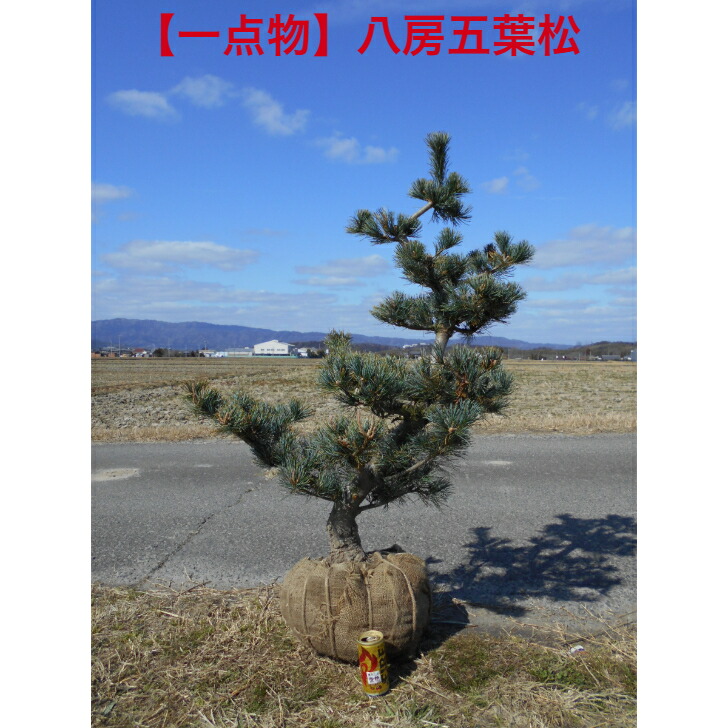 【店長一押し品】　株元の太さも際立つ　 仕立物　八房五葉松　 高さ約1.13ｍ　鉢底から 植木　庭木　シンボルツリー 送料無料ですが、北海道、離島、沖縄は不可 東北九州は追加送料必要。
