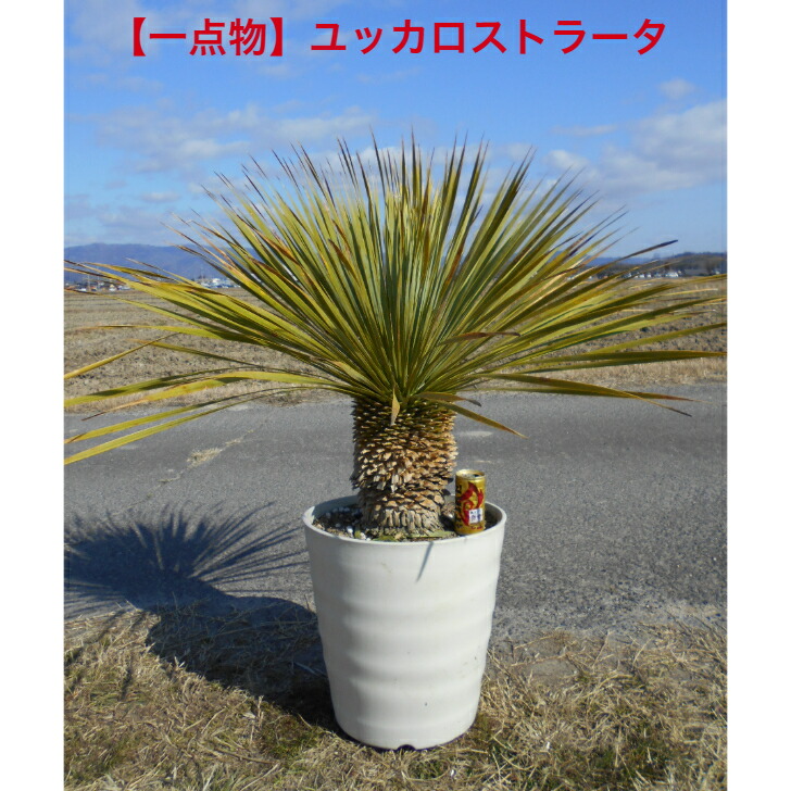 美形 ユッカロストラータ 幹高約65cm 幹幅約13cm 楽天市場】【現品発送 