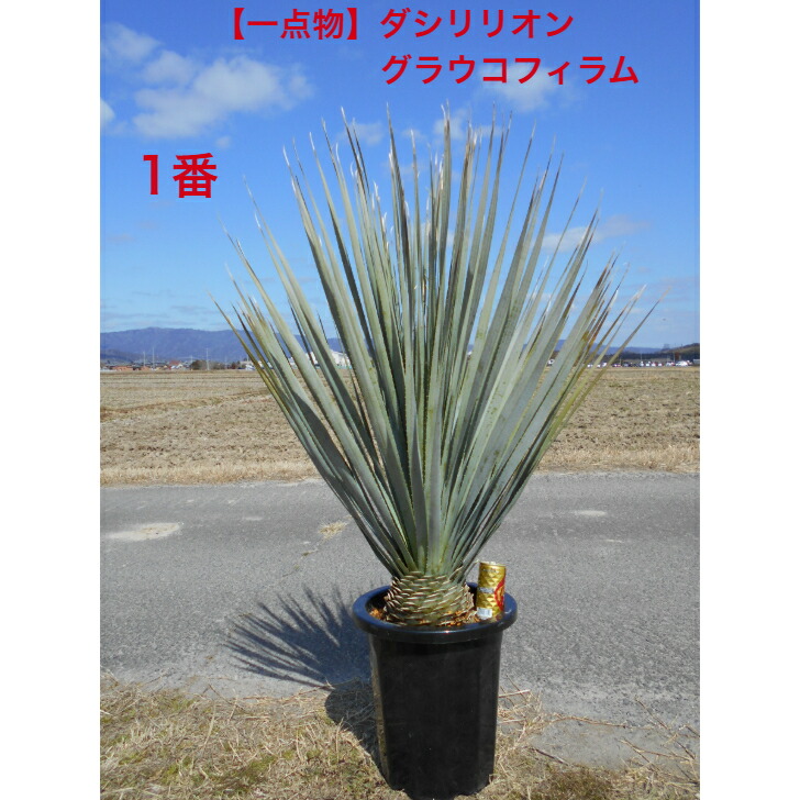 楽天市場】【迫力ある一点物】ソテツ 蘇鉄 極太い株元 12号鉢入り 大株
