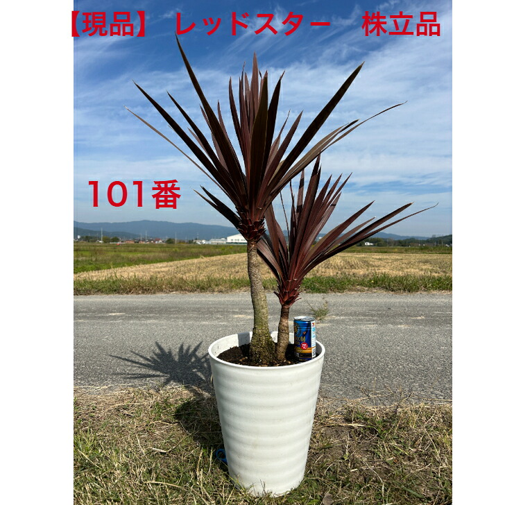 楽天市場】【現品発送】コルジリネ(コルディリネ) レッドスター10号
