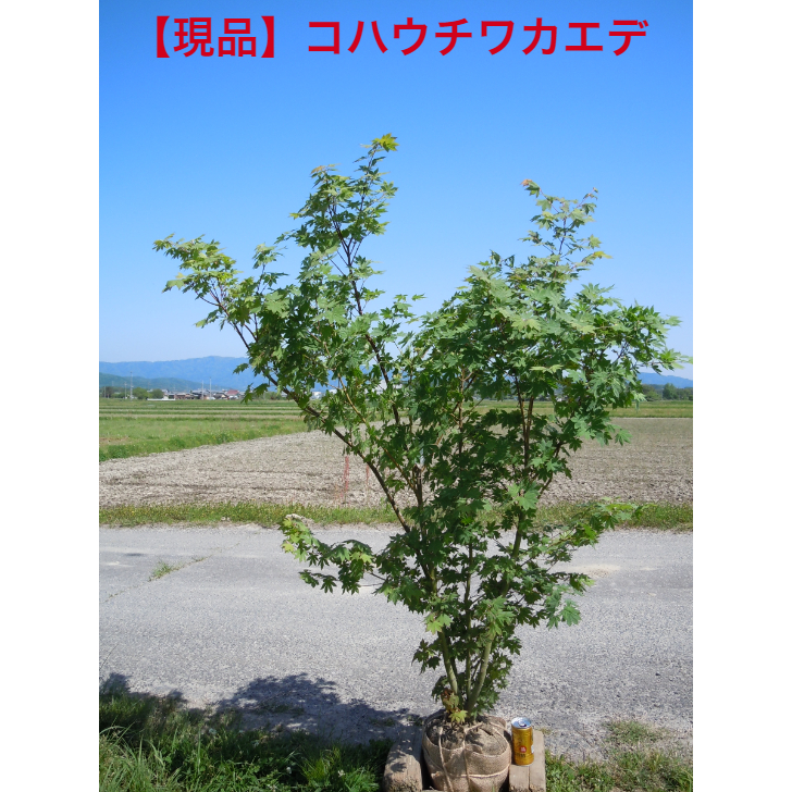 楽天市場】【店長一押し品】人気の落葉樹 アオダモ 株立 樹形がきれい 