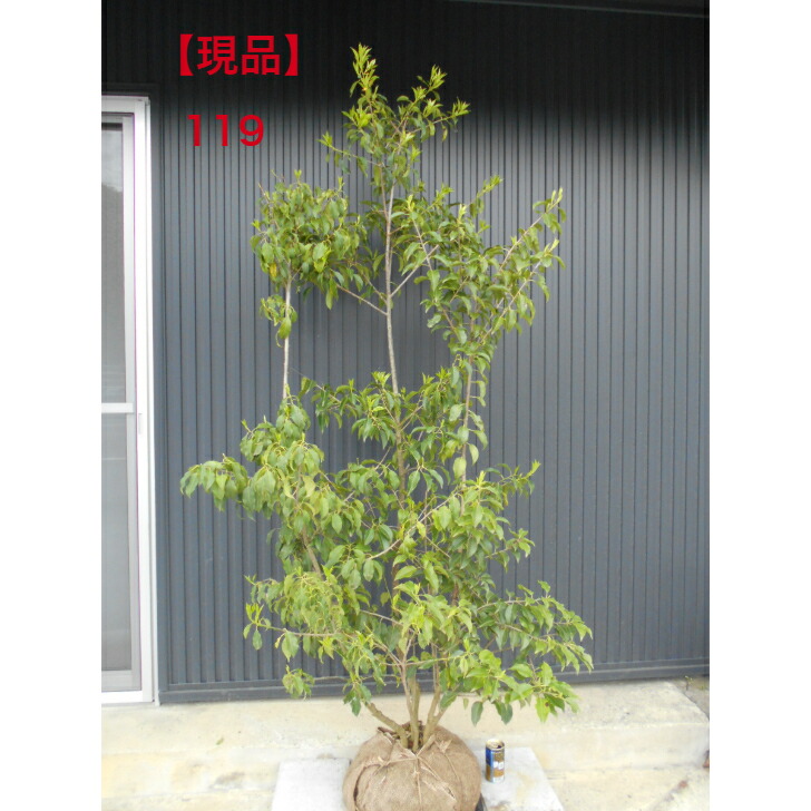 楽天市場】【現品発送】ソヨゴ 雌株 株立ち 大株高さ約1.6m 鉢