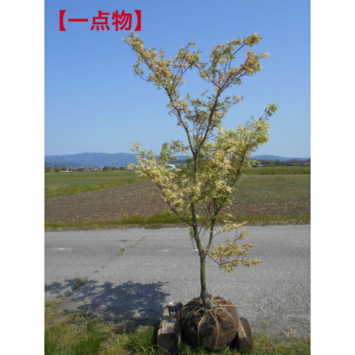 楽天市場】【一点物】紅葉も絶品 ナツハゼ 株立 見ごたえある品