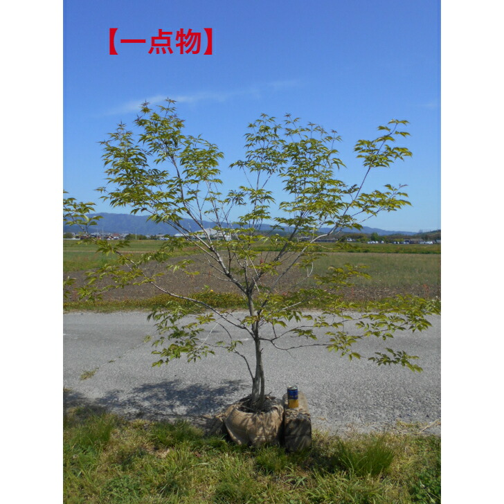 楽天市場】現品発送 人気の落葉樹 アオダモ 株立ち 高さ約1.65m
