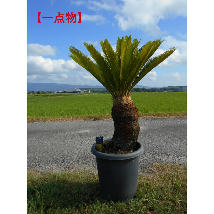 ソテツ　蘇鉄　大型　太株　鉢付き③ 楽天市場】【現品発送】ソテツ（蘇鉄) 大株 幹太 12号フレグラー
