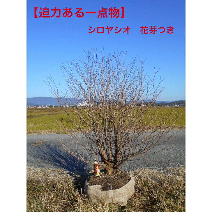 楽天市場】【現品発送】アカヤシオツツジ(赤八汐) 苗木 樹高約30cm