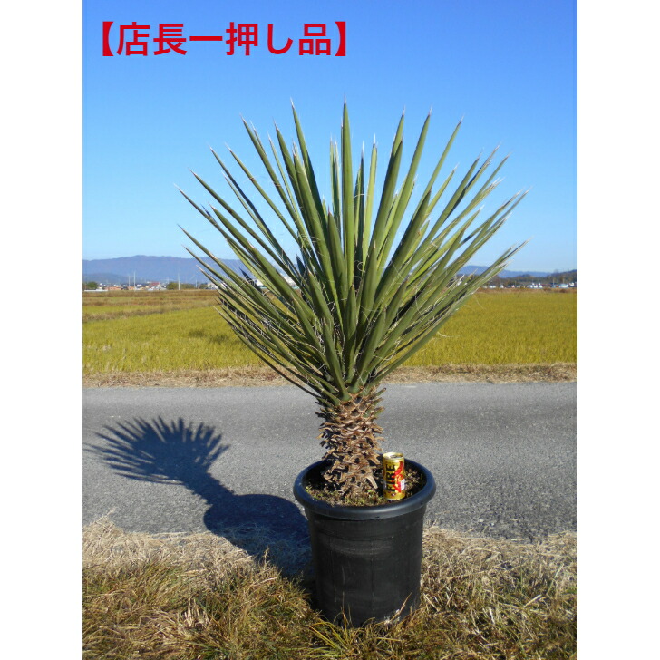 楽天市場】ユッカ フィリフェラ（大株） : 打出農園