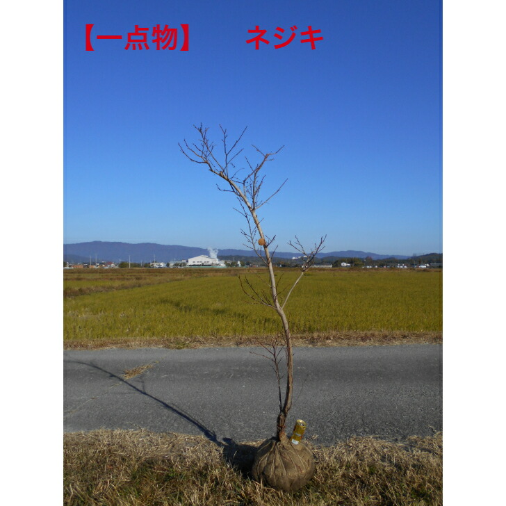 楽天市場】現品 ナツハゼ お値打ち品高さ約1.3-1.5m 鉢底から 前後