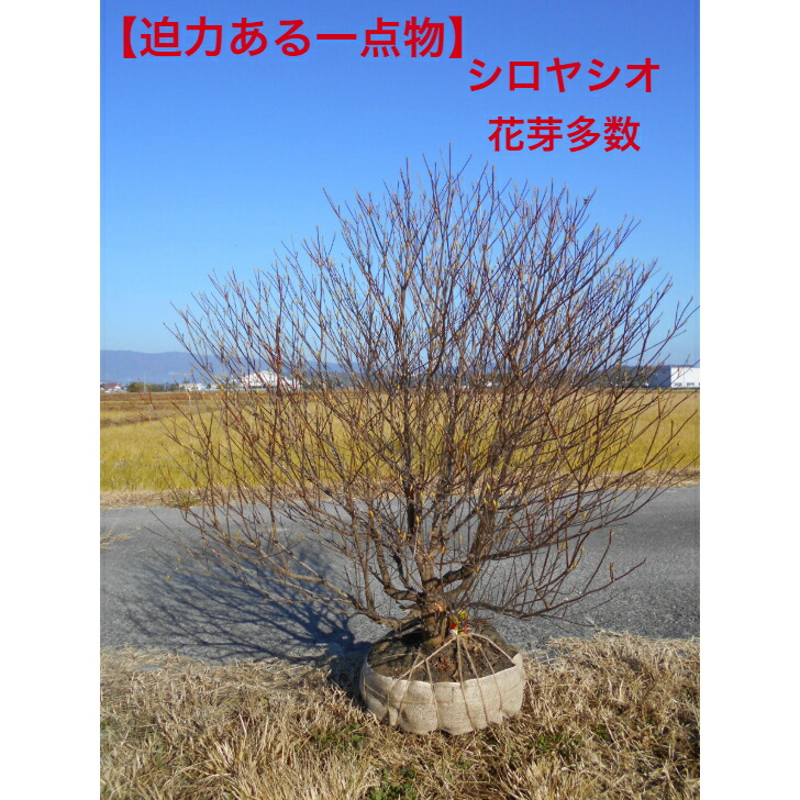 楽天市場】【現品】シロヤシオツツジ（白八汐）大株 W90cm×D60cm×H90cm