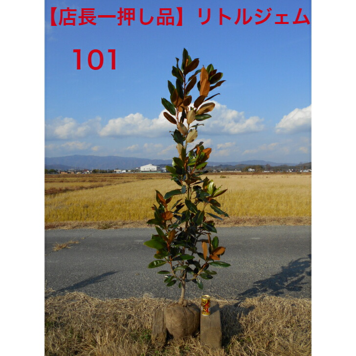 楽天市場】希少大きいサイズリトルジェム大苗 矮性 タイサンボク苗