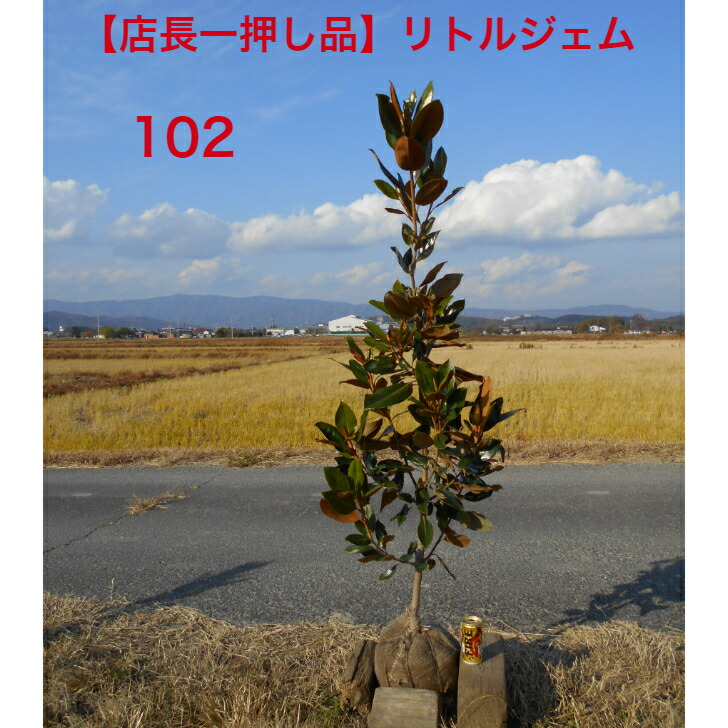 楽天市場】希少大きいサイズリトルジェム大苗 矮性 タイサンボク苗