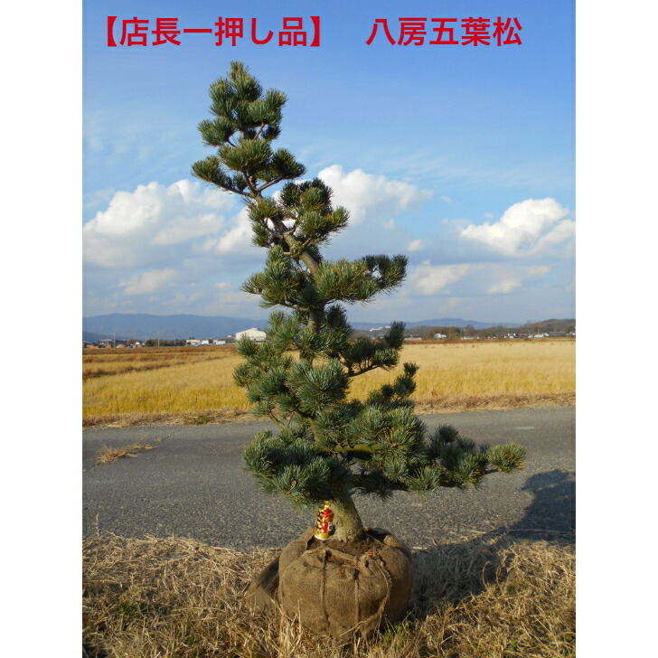 楽天市場】(株)一樹園 山採り黒松 庭木/樹齢150年 樹勢、根良好 楽天市場】(株)一樹園 山採り黒松 庭木/樹齢150年 樹勢、根良好