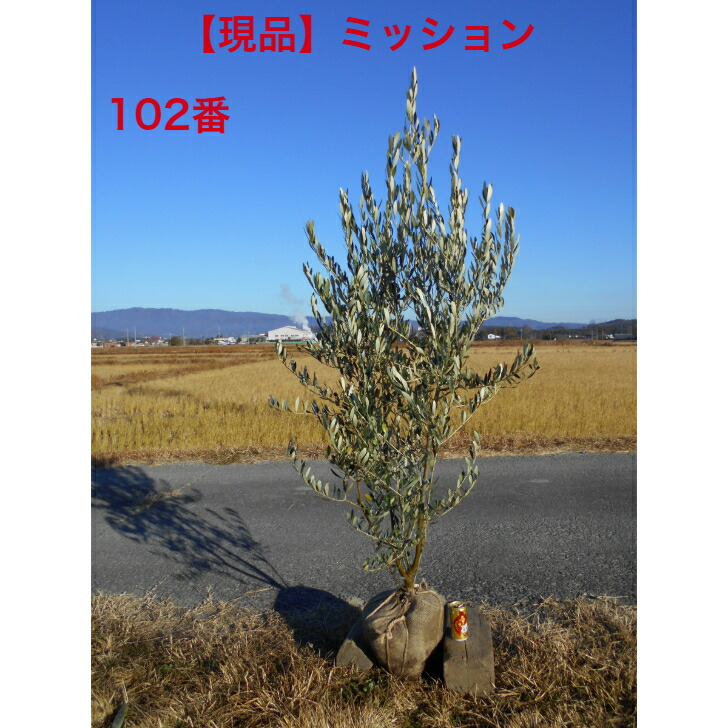 楽天市場】【オリーブ 1点物限定】 ミッション 2m 特大鉢植え苗