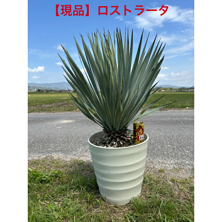 楽天市場】【一点物】耐寒性ユッカ ロストラータ極太いの幹立の株高さ 