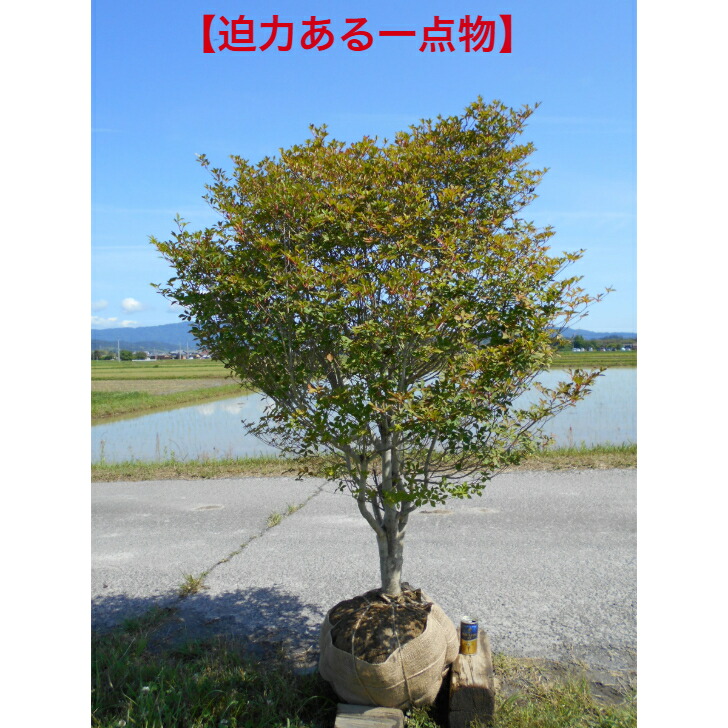 送料込み チャメロプス 形状良 株立ち シンボルツリー 現品