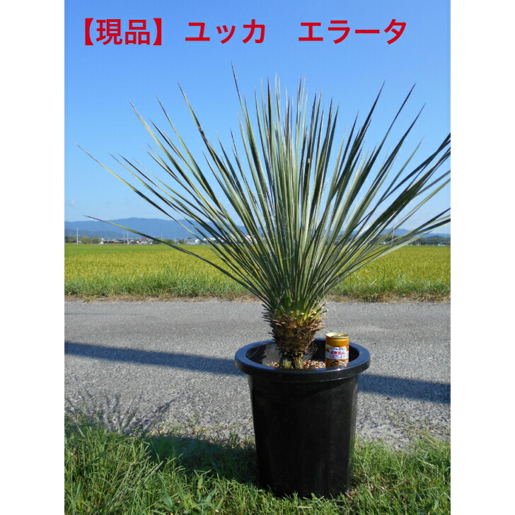 ユッカ　シルバースター　綺麗な斑入り　現品発送 植物販売】兵庫県宝塚市㈱陽春園植物場ネット ユッカ