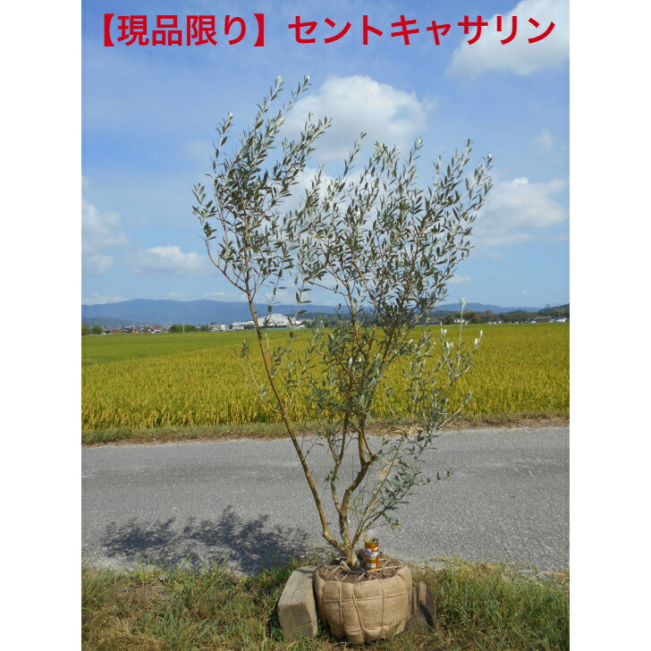 楽天市場】【現品発送】オリーブの木 セントキャサリン 苗木 10