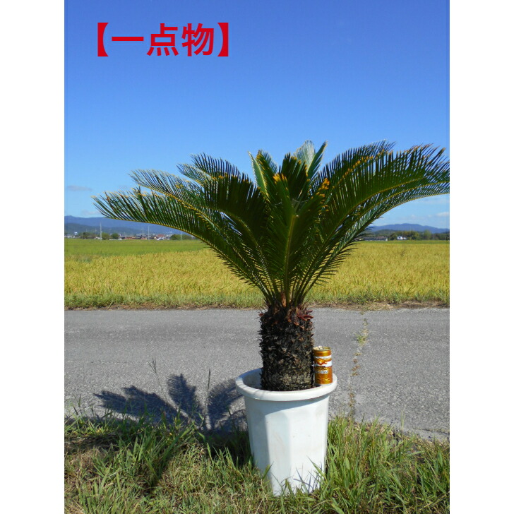 楽天市場】【現品発送】金環蘇鉄(キンカンソテツ) 特大株 幹太
