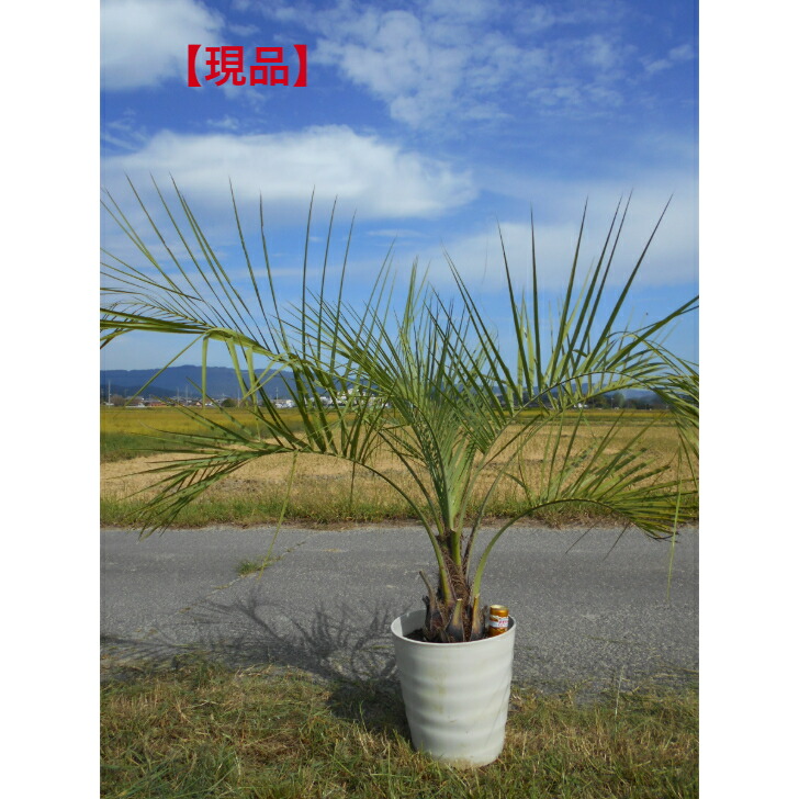 楽天市場】高品質 ココスヤシ 苗 ポットタイプ 10.5〜12cmポット