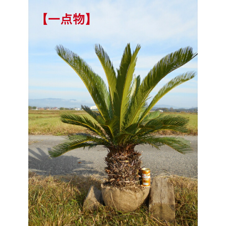 楽天市場】【限定1点】 蘇鉄（ソテツ：2頭）極太 1.5m Cycas revoluta