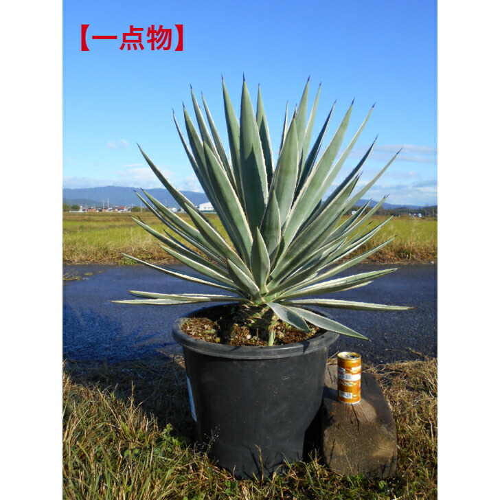 高さ約120㎝15年物で幹が木化しているアガベ１０号鉢 高さ約120㎝15年物で幹が木化しているアガベ