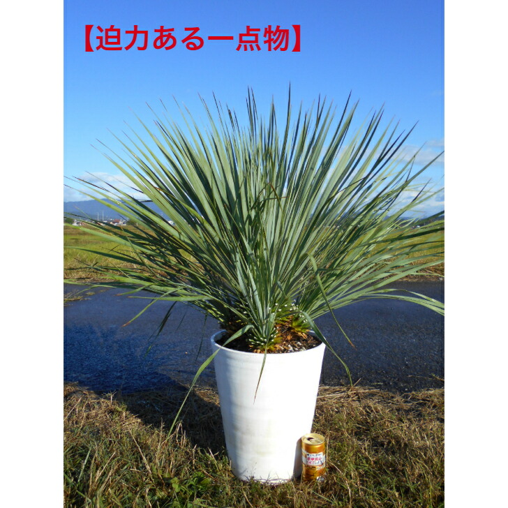 楽天市場】【現品発送】 ユッカの木 苗 【ロストラータ