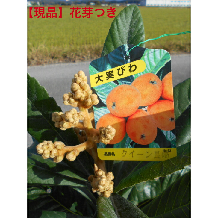 楽天市場】ビワの木（枇杷の木/びわの木）長崎早生 1.0m「3034